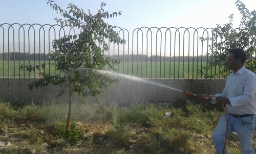 سمپاشی درختان احمدآباد مستوفی