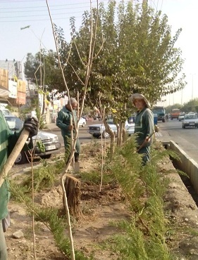 کاشت نهال در فضای سبز سطح شهر ادامه دارد