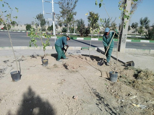 آغاز عملیات واکاری و بهسازی درختان جاده احمد آباد مستوفی