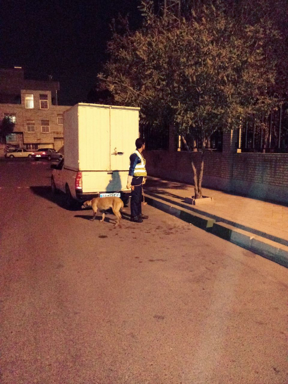 زنده‌گیری تعداد 369 قلاده سگ در نیمه اول آبان ماه در اسلامشهر