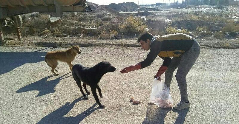 زنده گیری سگ های ولگرد اسلامشهر؛ جدی تر از گذشته