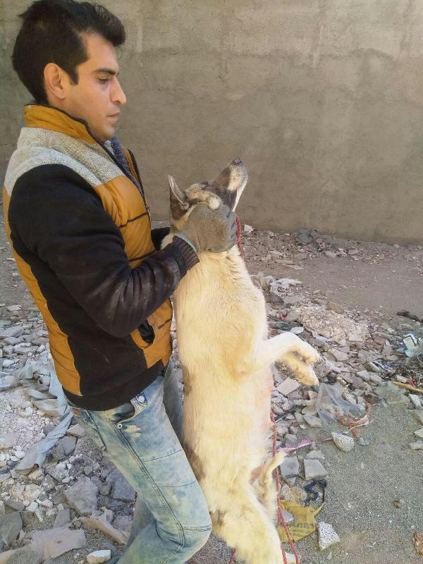 سگ های ولگرد در دام پیمانکار شهرداری/ منطقه سه در حال پاکسازی از حیوانات بلاصاحب