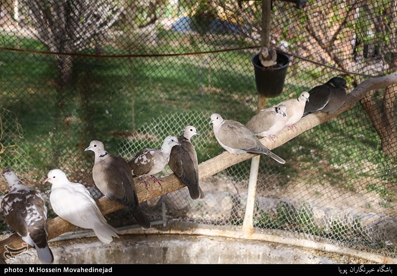 بوستان پرندگان در شهرستان اسلامشهر افتتاح می‌شود