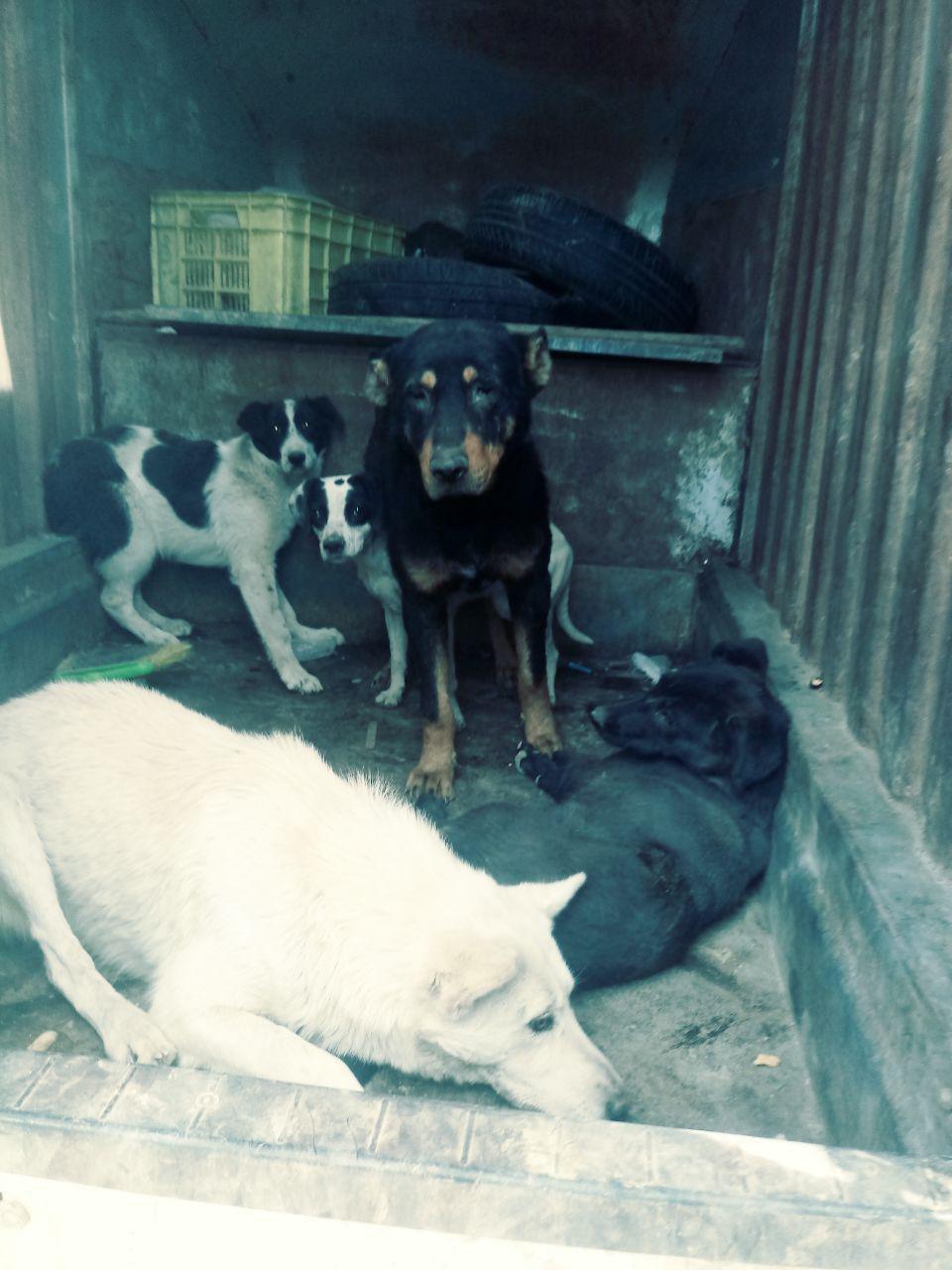 زنده گیری بیش از 150 قلاده سگ در هفته گذشته