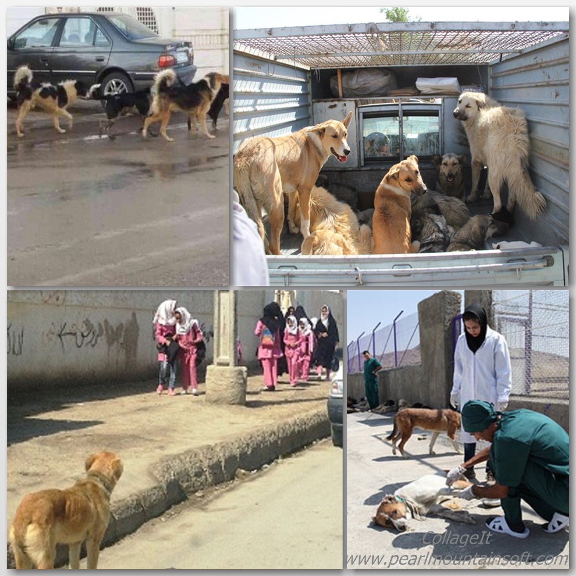 زنده گیری بیش از  3700 قلاده سگ توسط شهرداری از سطح مناطق اسلامشهر