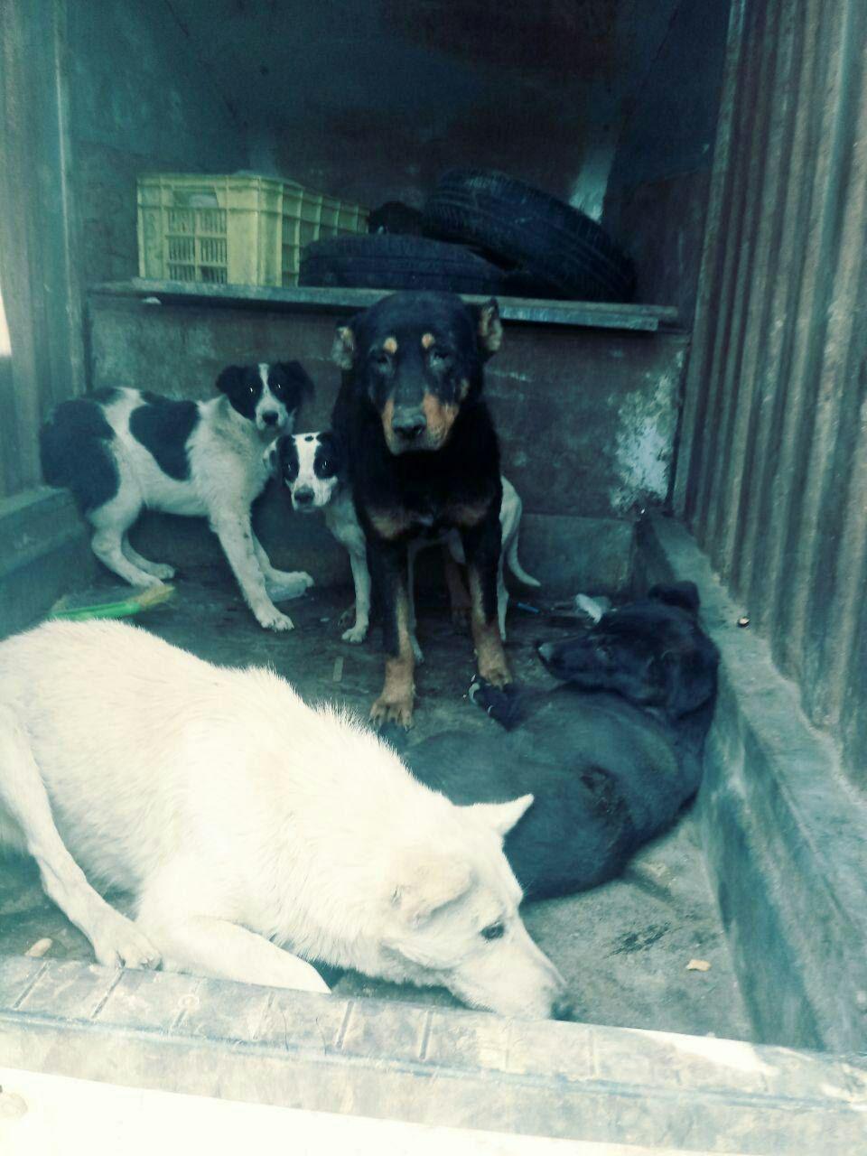 زنده‌گیری تعداد 18 قلاده سگ در اولین روز اردیبهشت