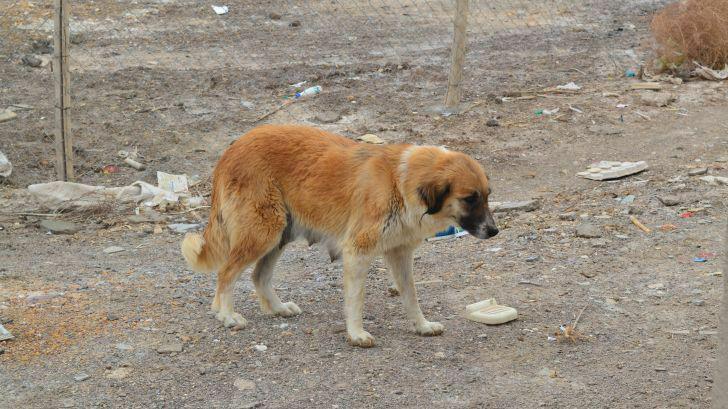 زنده گیری تعداد 298قلاده سگ بلاصاحب در آذر ماه
