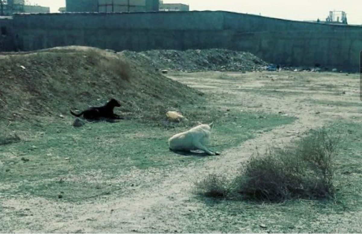 زنده گیری تعداد 336 قلاده سگ بلاصاحب در بهمن ماه