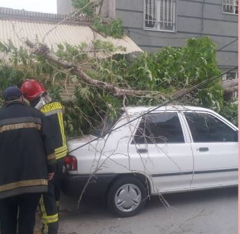 خسارت به دو خودروی سواری بر اثر سقوط درخت