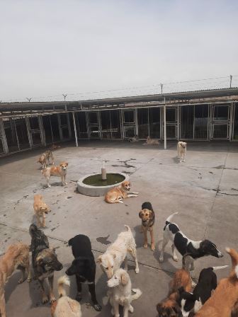 زنده گیری تعداد 240قلاده سگ بلاصاحب در فروردین ماه