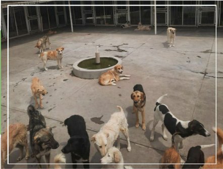 زنده گیری تعداد 945قلاده سگ بلاصاحب از ابتدای سالجاری