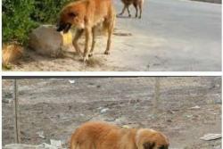 زنده گیری تعداد 261 قلاده سگ در مهر ماه