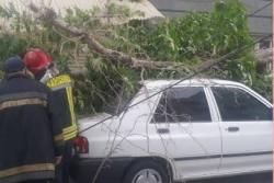 خسارت به دو خودروی سواری بر اثر سقوط درخت