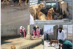 زنده گیری بیش از  3700 قلاده سگ توسط شهرداری از سطح مناطق اسلامشهر
