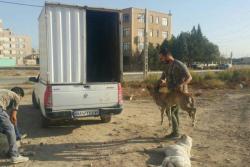 با پیگیری تماس شهروندان در خصوص سگ‌های ولگرد؛ 119 قلاده ازسگ‌های بلاصاحب در محدوده منطقه یک ساماندهی شدند