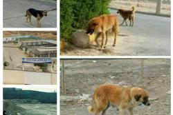 زنده گیری تعداد347 قلاده سگ بلاصاحب در اردیبهشت ماه