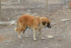 زنده گیری تعداد 298قلاده سگ بلاصاحب در آذر ماه