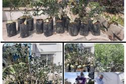 توزیع نهال مثمر زیتون در فرهنگسرای قرآن و عترت واوان در هفته درختکاری