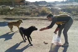 زنده گیری سگ های ولگرد اسلامشهر؛ جدی تر از گذشته