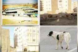 زنده گیری تعداد 233 قلاده سگ بلاصاحب در دیماه سالجاری
