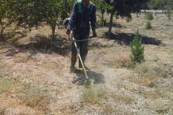 اجرای عملیات علف زنی درختان در محدوده درختکاری های احمد آباد مستوفی