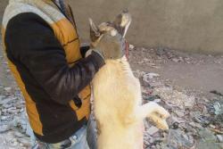 سگ های ولگرد در دام پیمانکار شهرداری/ منطقه سه در حال پاکسازی از حیوانات بلاصاحب