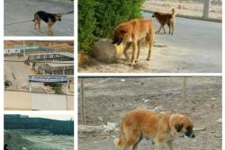 زنده گیری تعداد 314 قلاده سگ بلاصاحب در فروردین ماه سالجاری