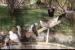 بوستان پرندگان در شهرستان اسلامشهر افتتاح می‌شود