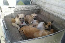 اجرای طرح جمع آوری سگ های بلاصاحب در سطح منطقه دو