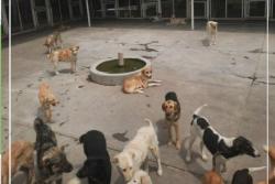 زنده گیری تعداد 945قلاده سگ بلاصاحب از ابتدای سالجاری