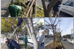 هرس پائیزه درختان سطح شهر توسط سازمان سیما ومنظر وفضای سبز شهرداری اسلامشهر